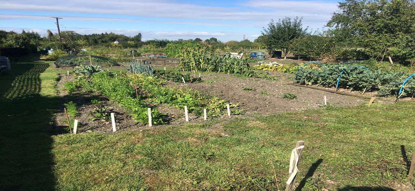 Ellesborough Allotments